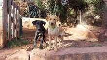 ASLAN, Hund, Labrador-Mix in Nordstemmen - Bild 15