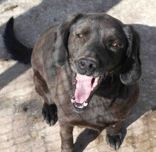 FAYOLA, Hund, Labrador-Mix in Bulgarien - Bild 1