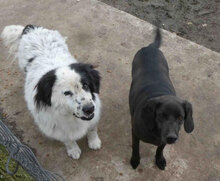 FAYOLA, Hund, Labrador-Mix in Bulgarien - Bild 10