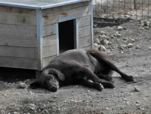FAYOLA, Hund, Labrador-Mix in Bulgarien - Bild 11