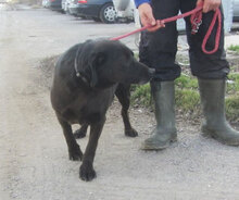 FAYOLA, Hund, Labrador-Mix in Bulgarien - Bild 4
