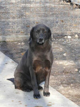 FAYOLA, Hund, Labrador-Mix in Bulgarien - Bild 9