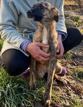 HOPE, Hund, Mischlingshund in Rumänien - Bild 10