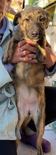 HOPE, Hund, Mischlingshund in Rumänien - Bild 12