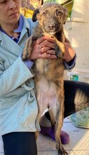 HOPE, Hund, Mischlingshund in Rumänien - Bild 4