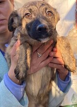 HOPE, Hund, Mischlingshund in Rumänien - Bild 9