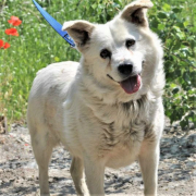 ANDRAS, Hund, Mischlingshund in Slowakische Republik - Bild 1
