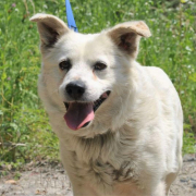 ANDRAS, Hund, Mischlingshund in Slowakische Republik - Bild 2