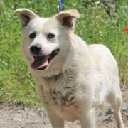 ANDRAS, Hund, Mischlingshund in Slowakische Republik - Bild 3