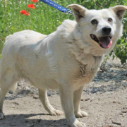 ANDRAS, Hund, Mischlingshund in Slowakische Republik - Bild 5
