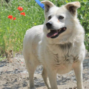 ANDRAS, Hund, Mischlingshund in Slowakische Republik - Bild 6
