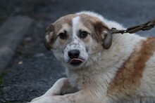 CABO, Hund, Mischlingshund in Lohra-Reimershausen - Bild 1