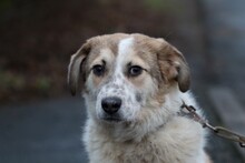 CABO, Hund, Mischlingshund in Lohra-Reimershausen - Bild 2