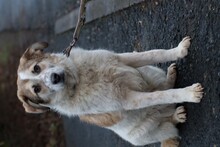 CABO, Hund, Mischlingshund in Lohra-Reimershausen - Bild 3