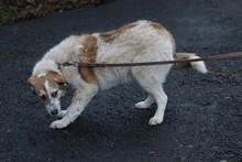 CABO, Hund, Mischlingshund in Lohra-Reimershausen - Bild 4