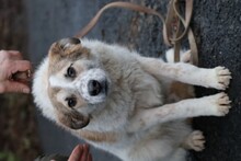 CABO, Hund, Mischlingshund in Lohra-Reimershausen - Bild 5