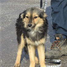 JANIS, Hund, Mischlingshund in Bulgarien - Bild 1