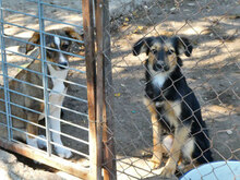 JANIS, Hund, Mischlingshund in Bulgarien - Bild 11