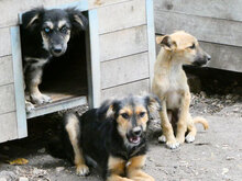 JANIS, Hund, Mischlingshund in Bulgarien - Bild 12