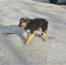 JANIS, Hund, Mischlingshund in Bulgarien - Bild 3