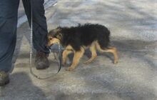 JANIS, Hund, Mischlingshund in Bulgarien - Bild 4