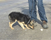JANIS, Hund, Mischlingshund in Bulgarien - Bild 6