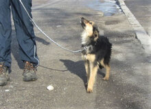 JANIS, Hund, Mischlingshund in Bulgarien - Bild 8