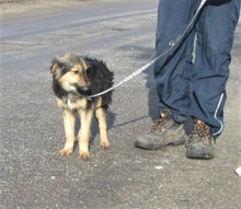 JANIS, Hund, Mischlingshund in Bulgarien - Bild 9
