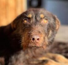 GLORIA, Hund, Mischlingshund in Rumänien