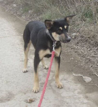 SUSHI, Hund, Mischlingshund in Bulgarien - Bild 1
