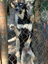 SUSHI, Hund, Mischlingshund in Bulgarien - Bild 10