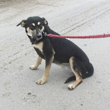 SUSHI, Hund, Mischlingshund in Bulgarien - Bild 2