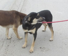 SUSHI, Hund, Mischlingshund in Bulgarien - Bild 3