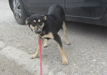 SUSHI, Hund, Mischlingshund in Bulgarien - Bild 5