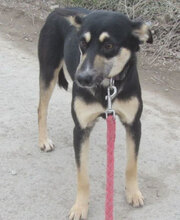 SUSHI, Hund, Mischlingshund in Bulgarien - Bild 6