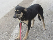 SUSHI, Hund, Mischlingshund in Bulgarien - Bild 7