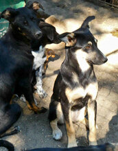 SUSHI, Hund, Mischlingshund in Bulgarien - Bild 9
