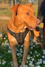 LUNA, Hund, Mischlingshund in Portugal - Bild 10