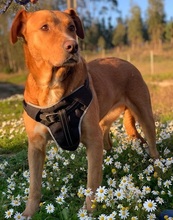 LUNA, Hund, Mischlingshund in Portugal - Bild 12