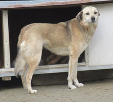 CELINA, Hund, Mischlingshund in Bulgarien