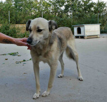 CELINA, Hund, Mischlingshund in Bulgarien - Bild 11