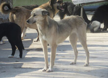 CELINA, Hund, Mischlingshund in Bulgarien - Bild 12
