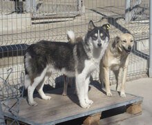 CELINA, Hund, Mischlingshund in Bulgarien - Bild 13