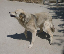 CELINA, Hund, Mischlingshund in Bulgarien - Bild 16