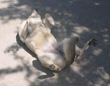 CELINA, Hund, Mischlingshund in Bulgarien - Bild 17