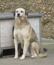 CELINA, Hund, Mischlingshund in Bulgarien - Bild 2
