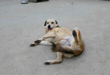 CELINA, Hund, Mischlingshund in Bulgarien - Bild 21