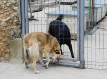 CELINA, Hund, Mischlingshund in Bulgarien - Bild 22