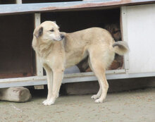 CELINA, Hund, Mischlingshund in Bulgarien - Bild 3