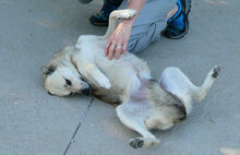 CELINA, Hund, Mischlingshund in Bulgarien - Bild 5